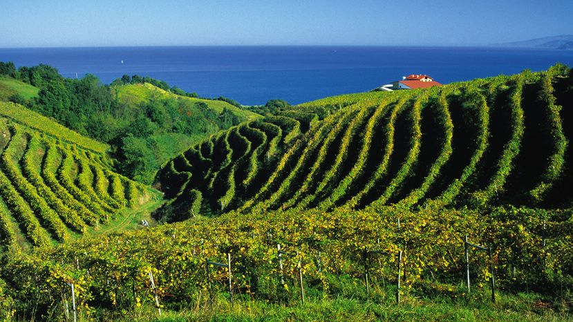 Viñedos de txakoli en Getaria