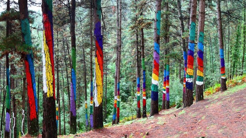 Bosque de Oma